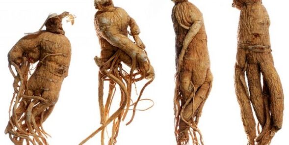 Ginseng root to increase the penis